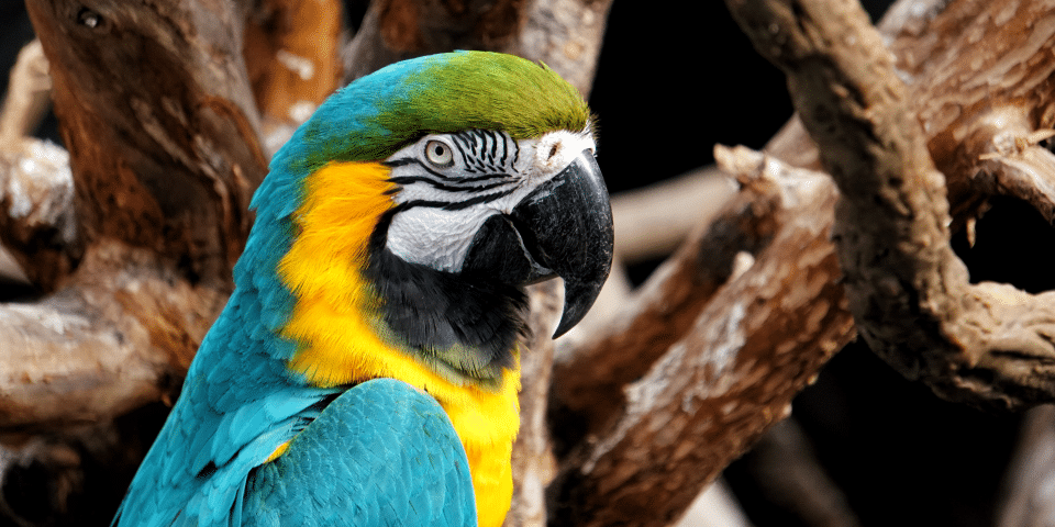 Omaha's Henry Doorly Zoo and Aquarium - Omaha, NE 3 Omaha's Henry Doorly Zoo and Aquarium | I-80 Exit Guide