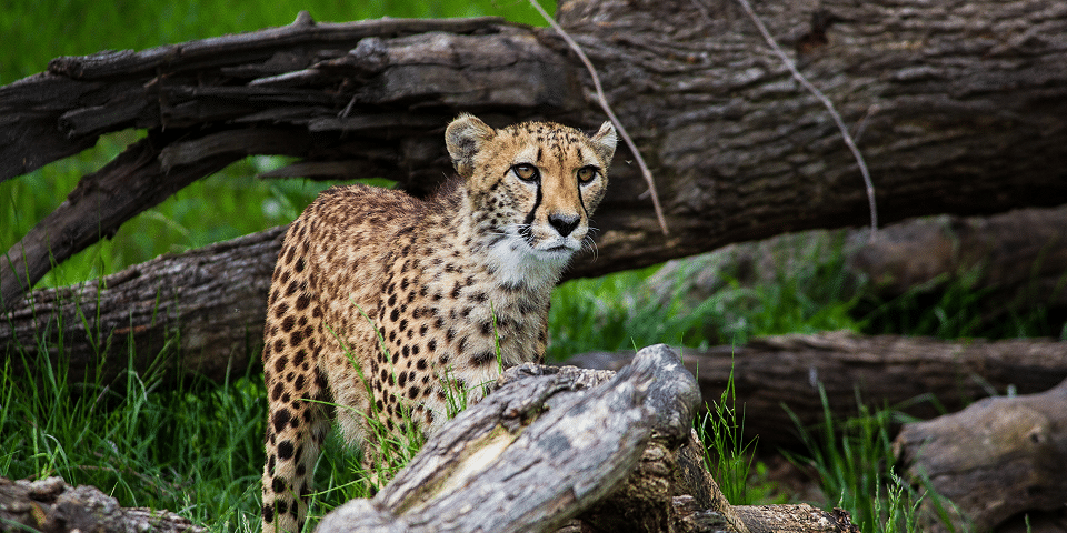 Omaha's Henry Doorly Zoo and Aquarium - Omaha, NE 2 Omaha's Henry Doorly Zoo and Aquarium | I-80 Exit Guide