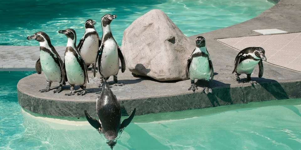 Lincoln Children's Zoo - Lincoln, NE 1 Lincoln Children's Zoo | Photo Credit: Visit Nebraska