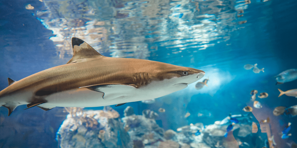 Toledo Zoo and Aquarium - Toledo, OH 3 Black-Tipped Reef Shark | I-80 Exit Guide | Photo Credit: The Toledo Zoo