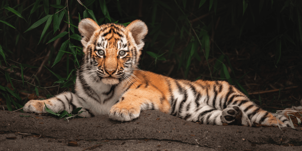 Toledo Zoo and Aquarium - Toledo, OH 2 Tiger Cub | I-80 Exit Guide | Photo Credit: The Toledo Zoo